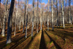 alpago beech forest autumn