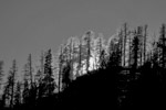 backlit dolomites trees spruce fir