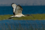 ibis awasa lake bird ethiopia
