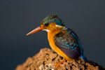kingfisher awasa lake ethiopia