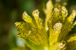 spotted gentian alpin flower dolomites