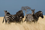 zebras nechisar park ethiopia